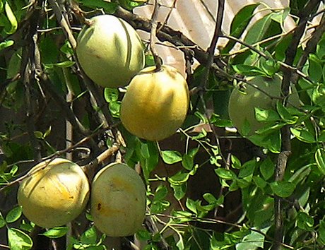 Mango fruits