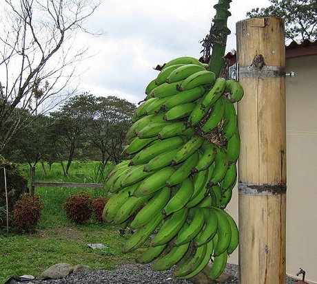 Banana Potassium