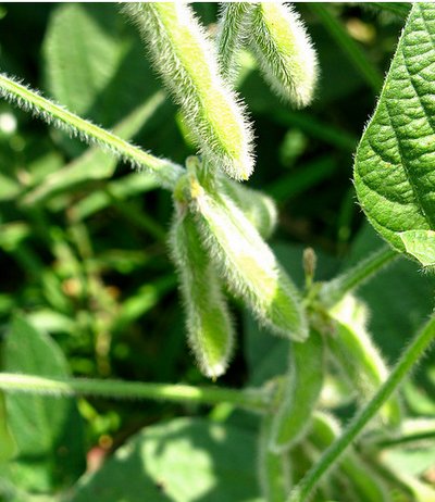 Soybean Pods