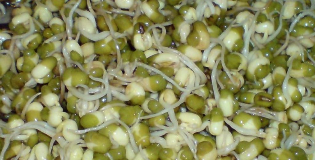 Mung Bean Sprouts